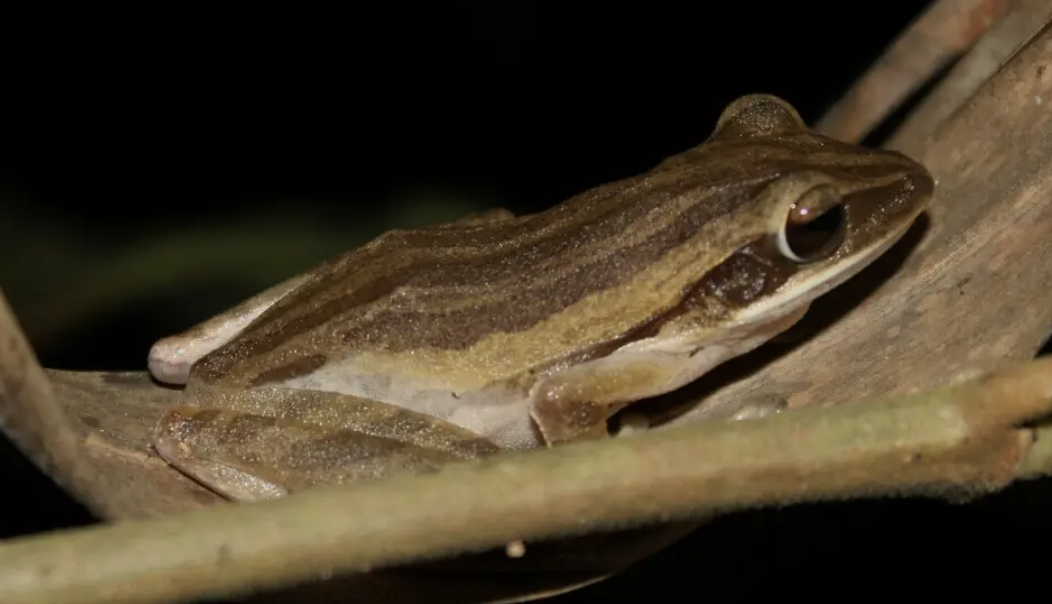 Vipassana: 10 Days of Silence in India — Part 2: The Tree Frog and Days 1–3