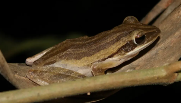 Vipassana: 10 Days of Silence in India — Part 2: The Tree Frog and Days 1–3